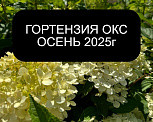 Гортензия ОКС(Лесково) СТОК 2025г